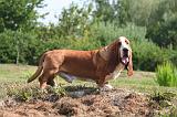 BASSET HOUND 210